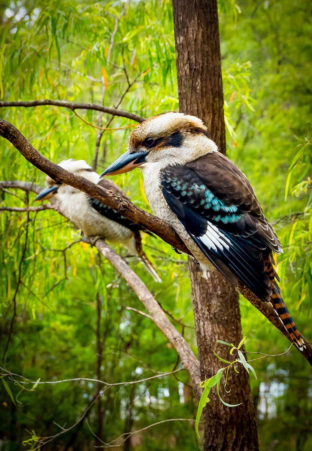 Kookaburra Resting Acrylic Block