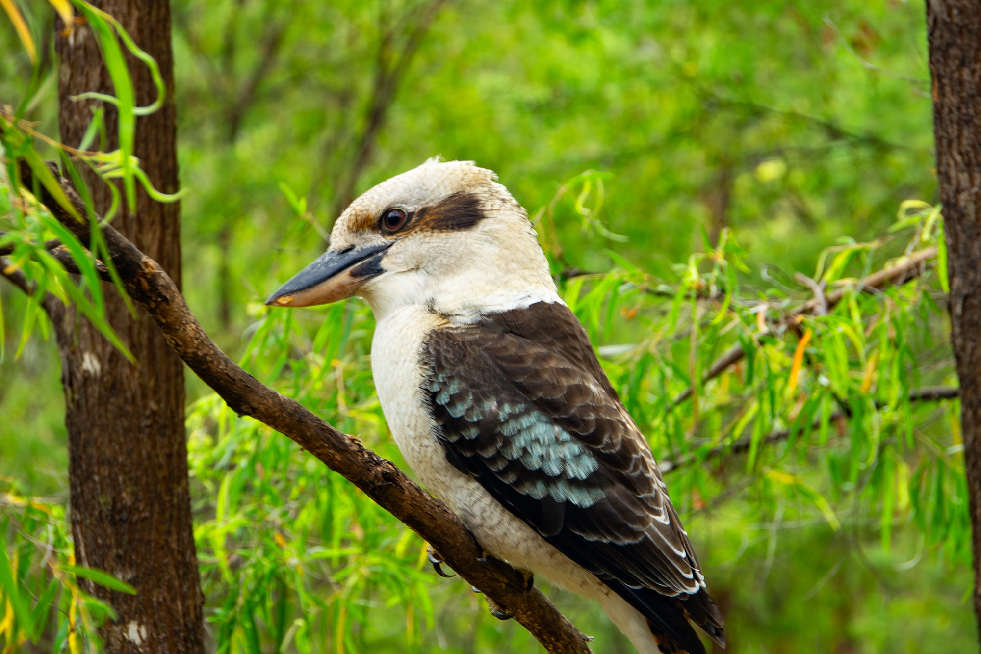 Australian Kookaburra Acrylic Block