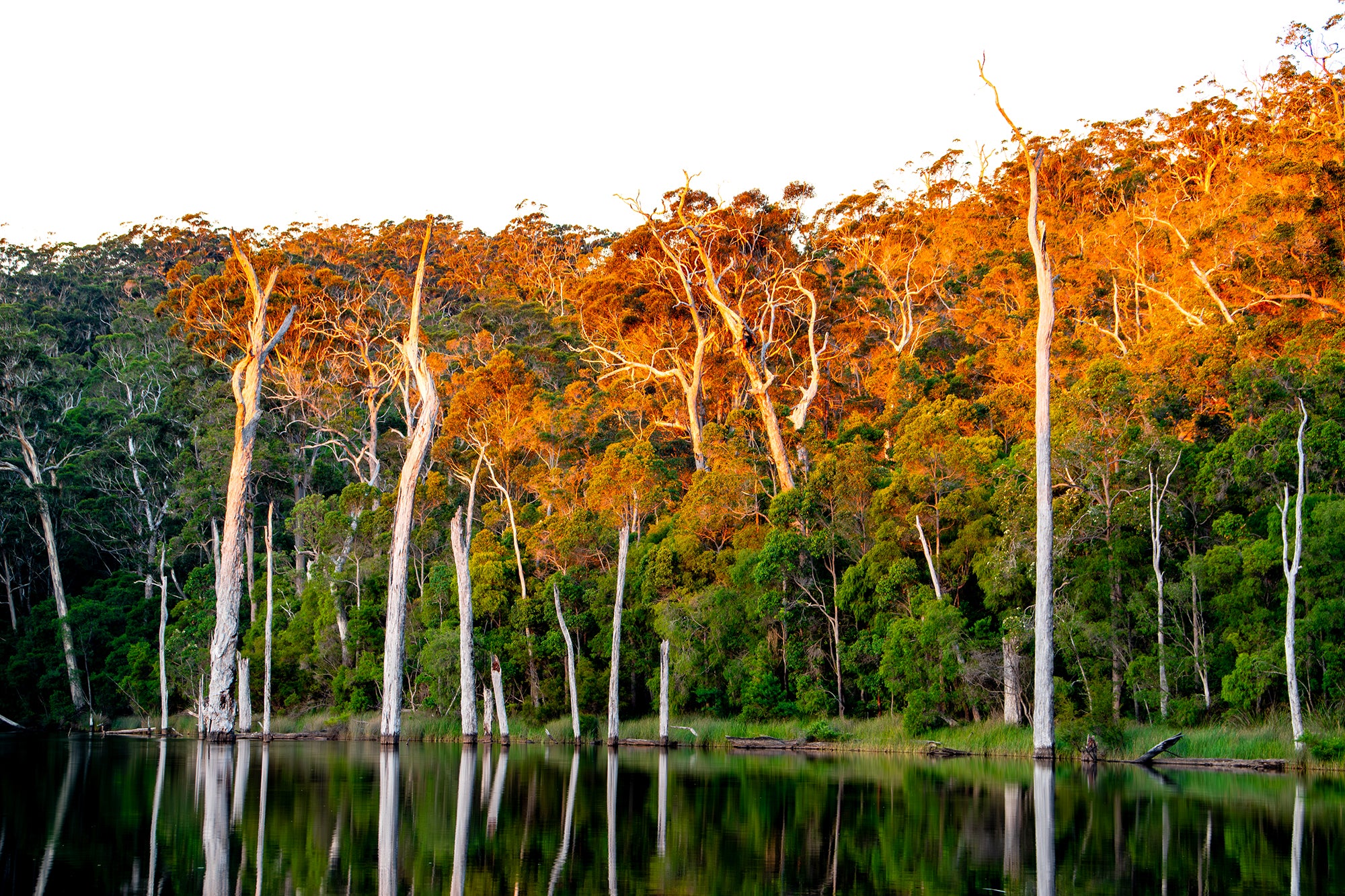 Karri Sunset
