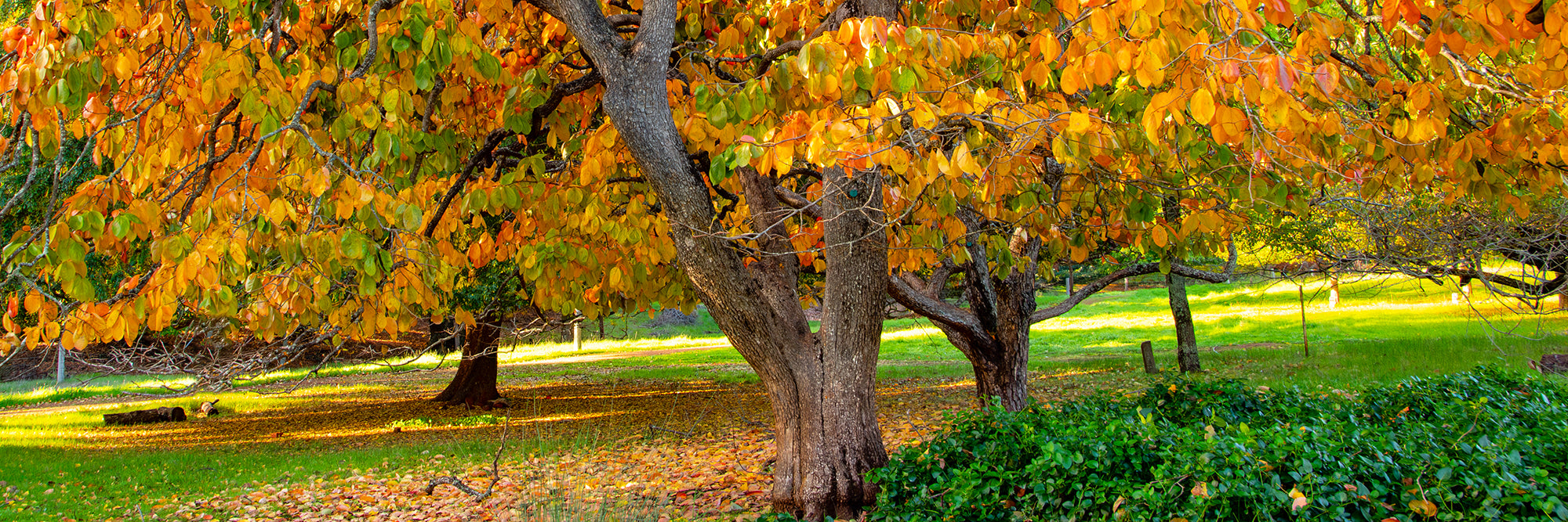 Balingup Golden Tree Park Acrylic Block