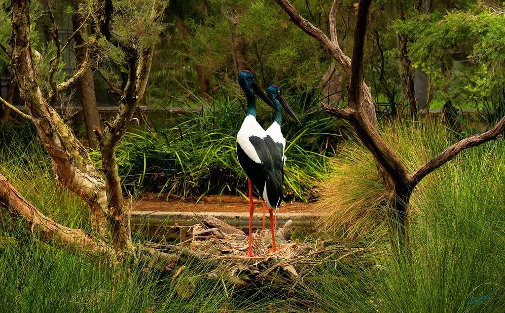 Black Necked Stork Perth Zoo | Bird Wildlife Photographs