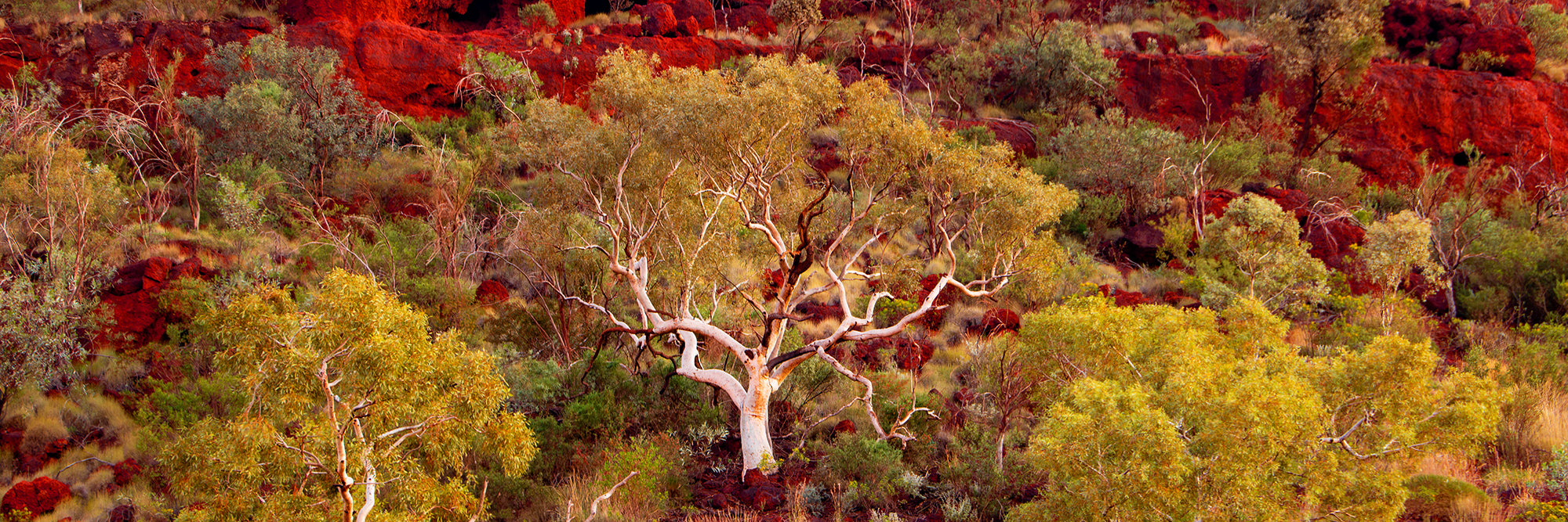 Standing White Gum