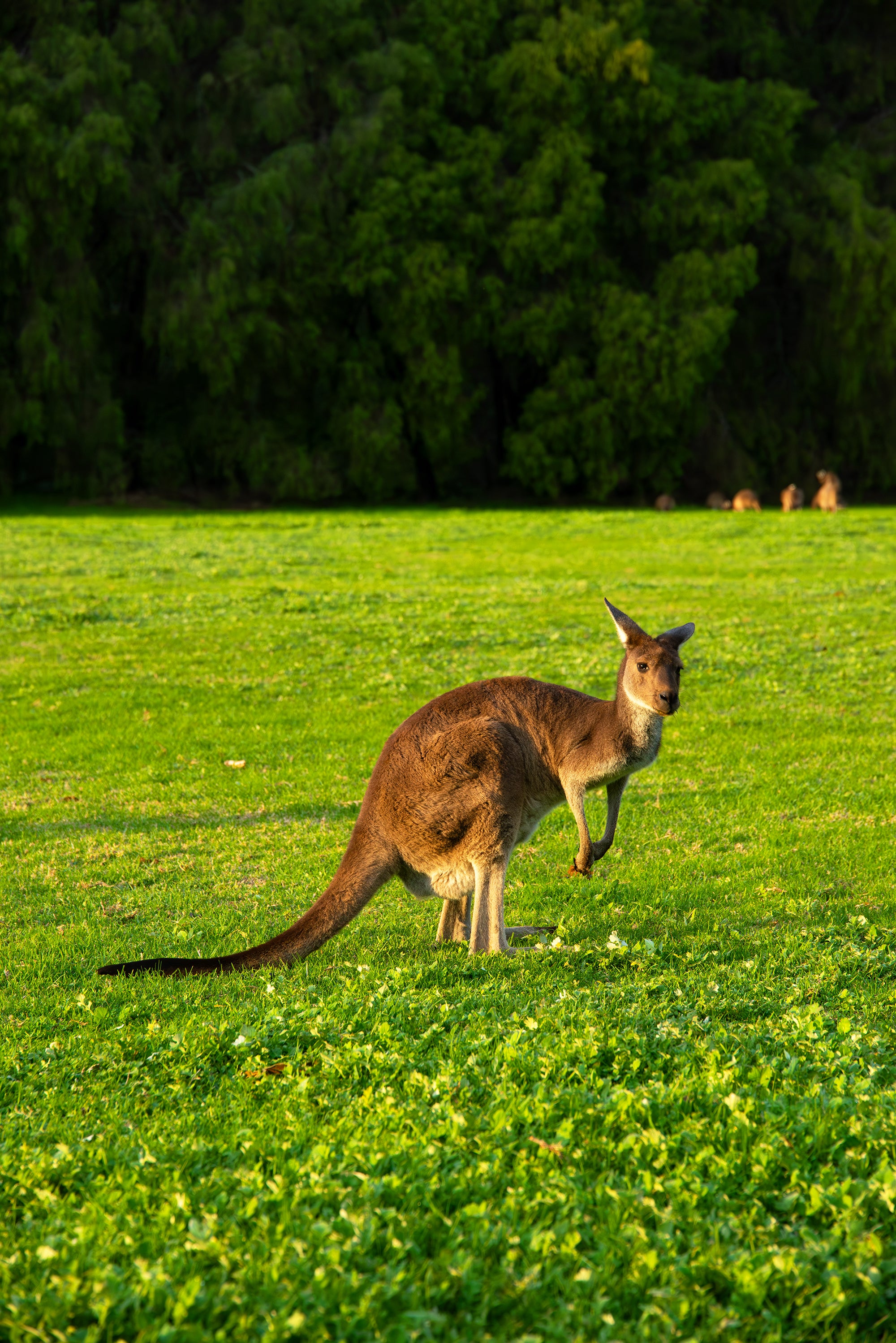 Joey Kangaroo