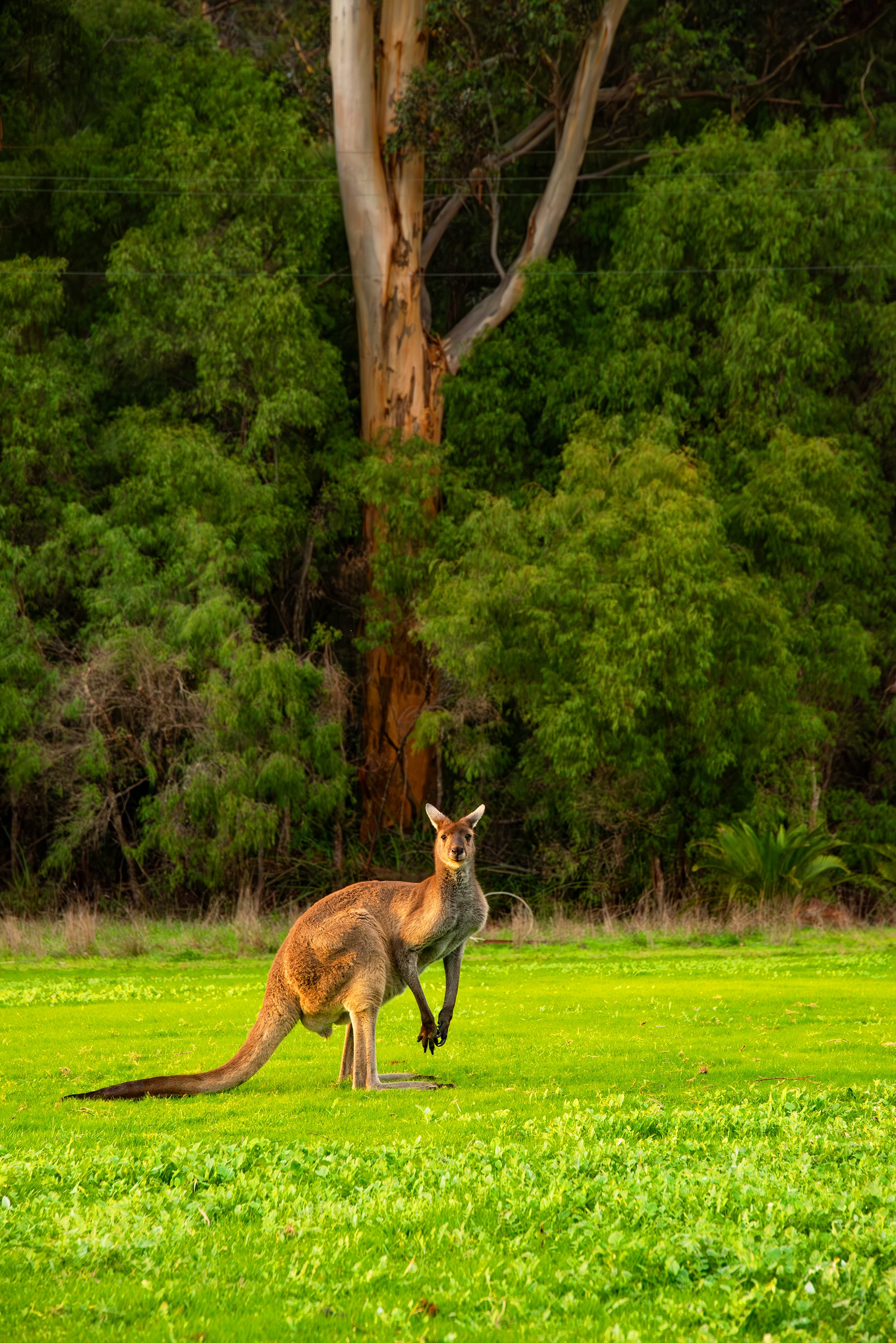 Grey Kangaroo