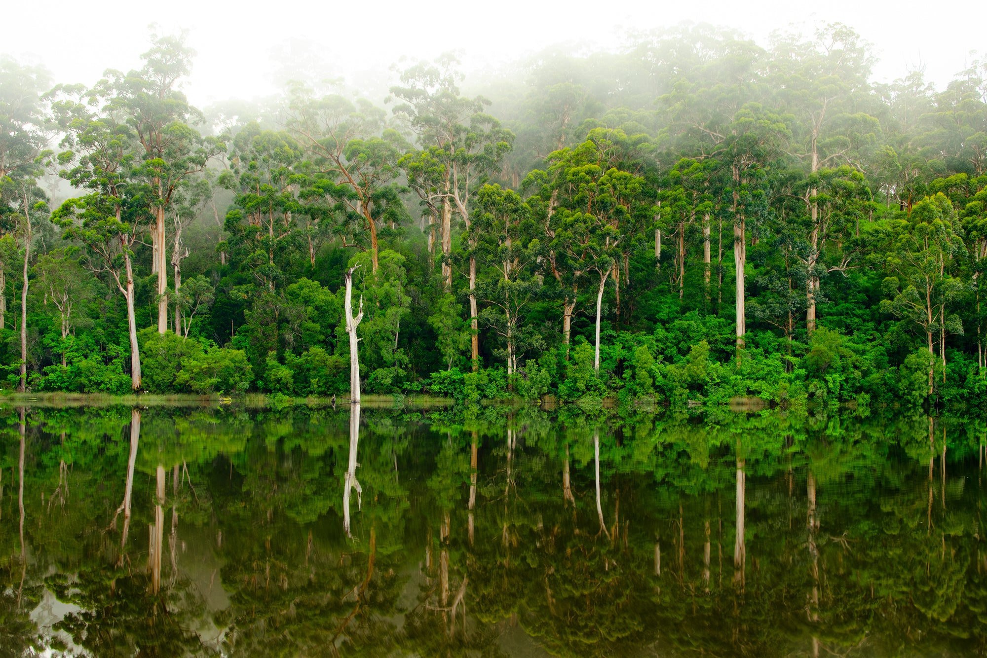 Winter Greens Karri Forest Pemberton