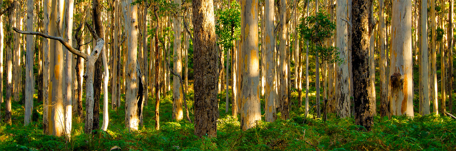 Boranup Forest Margaret River Acrylic Block (1079)