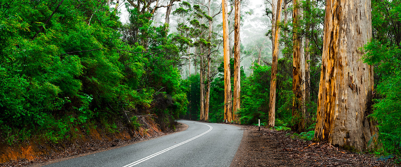 Towering Karri Forest (0347)