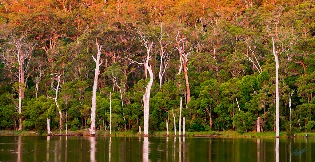 Lake Beedelup Karri Valley Resort, Karri Valley Resort, RAC Karri Valley Resort, Karri Forest, Landscape Photographs Perth, Southwest Austrtalia, dead tree trunks
