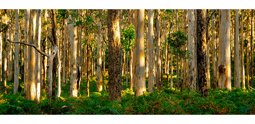 Boranup Forest Margaret River Greeting Cards 10 Pack