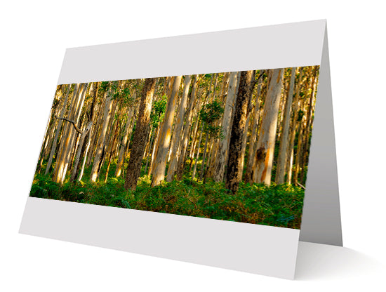 Boranup Forest Margaret River Greeting Cards 10 Pack
