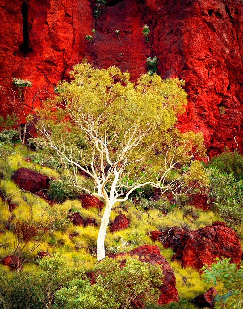 Pilbara Landscape Photography, Pilbara Photographs, The Pilbara Western Australia, White Gum Tree, Tom Price, Karijini, Western Australia