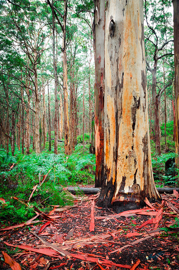 Boranup Forest Karri Tree | Tree Trunk Photographs, tree trunks,