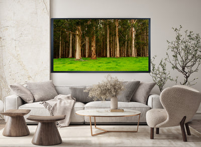 Tall Timbers of Pemberton Western Australia (0204)
