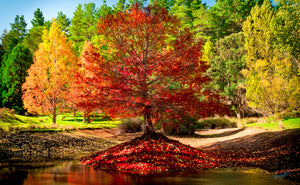 Golden Valley Tree Park Balingup, cypress juniper, oak trees, autumn photographs Perth, southwest photographs, photographs of lakes perth, Balingup Tree Park, Balingup Western Australia