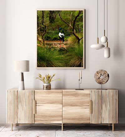 Black Necked Stork Perth Zoo (6199)