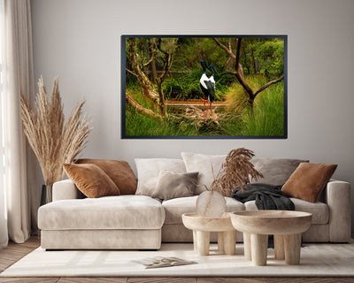 Black Necked Stork (6201)