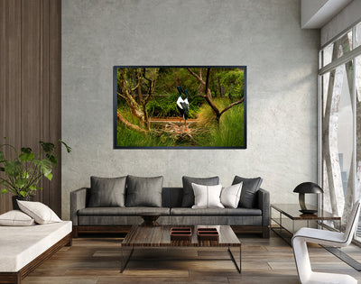 Black Necked Stork (6201)