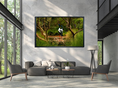 Black Necked Stork (6201)