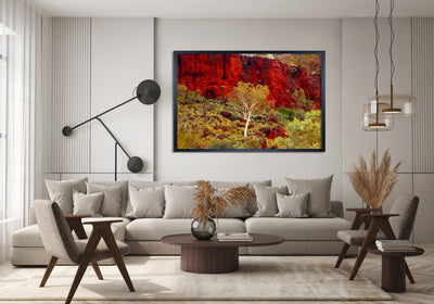 White Gums Pilbara Landscape (7375)