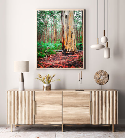 Boranup Forest Karri Giant (7461)