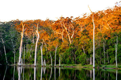 Karri Sunset