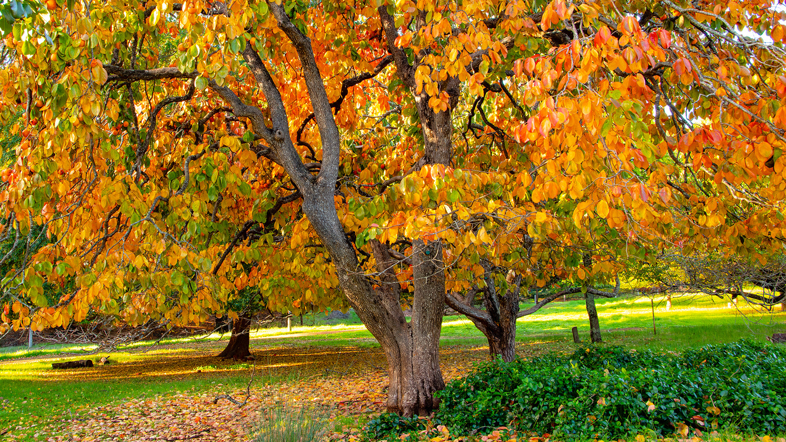 Balingup Golden Tree Park
