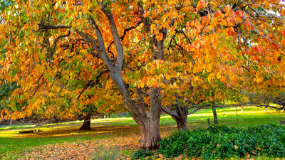 Balingup Golden Tree Park