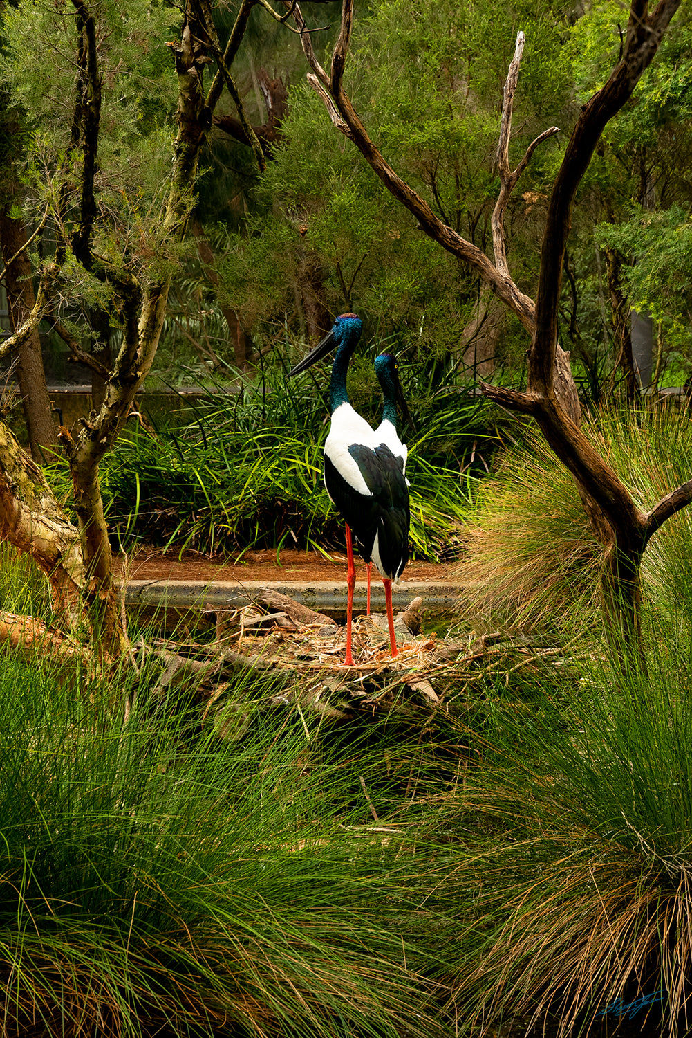 Black Necked Stork Perth Zoo | Bird Wildlife Photographs
