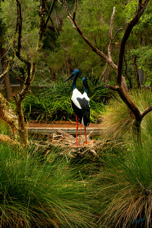 Black Necked Stork Perth Zoo | Bird Wildlife Photographs