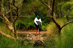 Black Necked Stork Acrylic Block (6201)