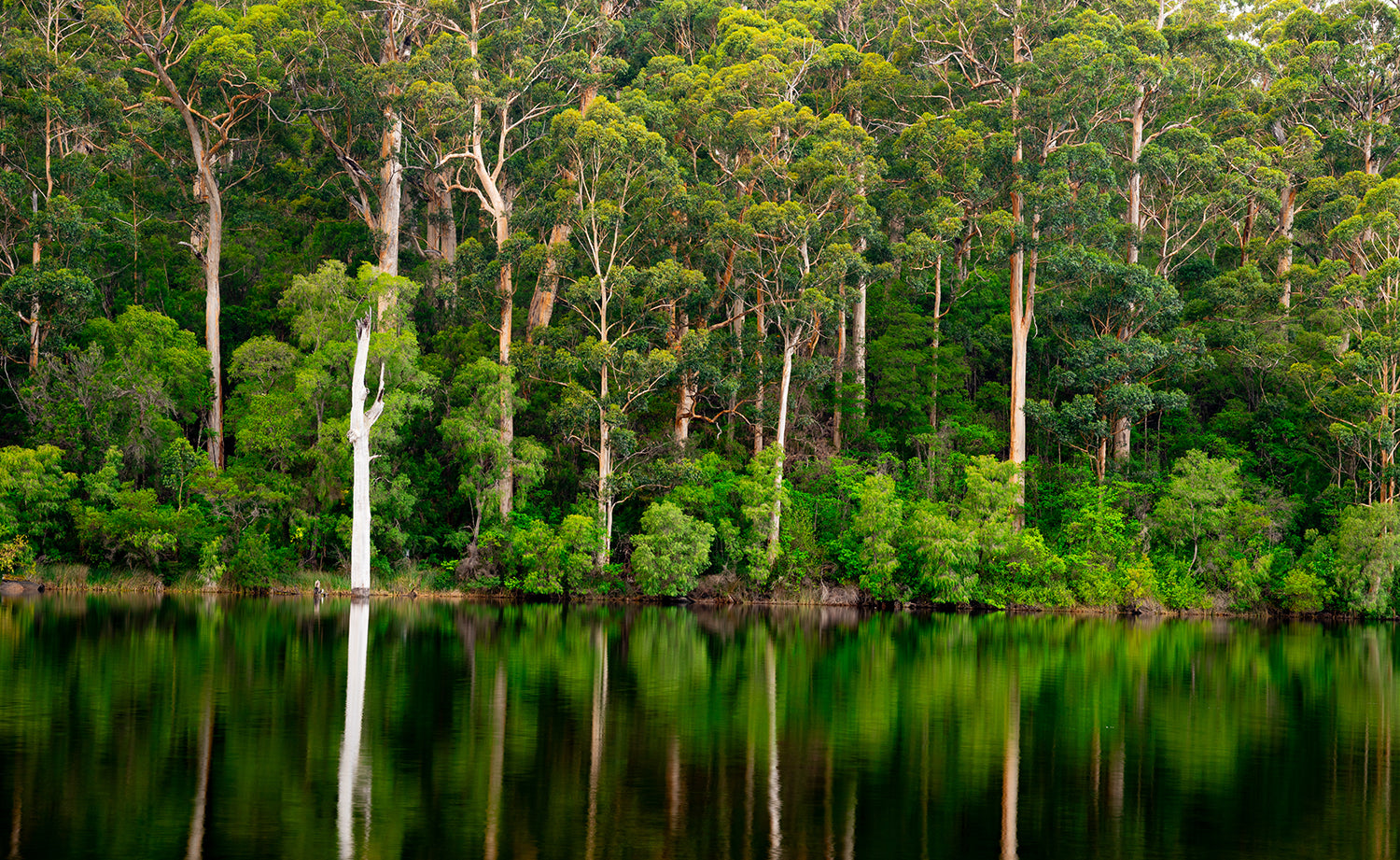 Calm of The Forest (7013)