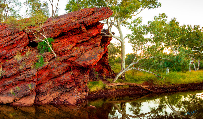 Tiger Eye The Pilbara Western Australia (7235)