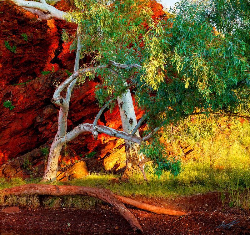 Pilbara Photographs | Karijini