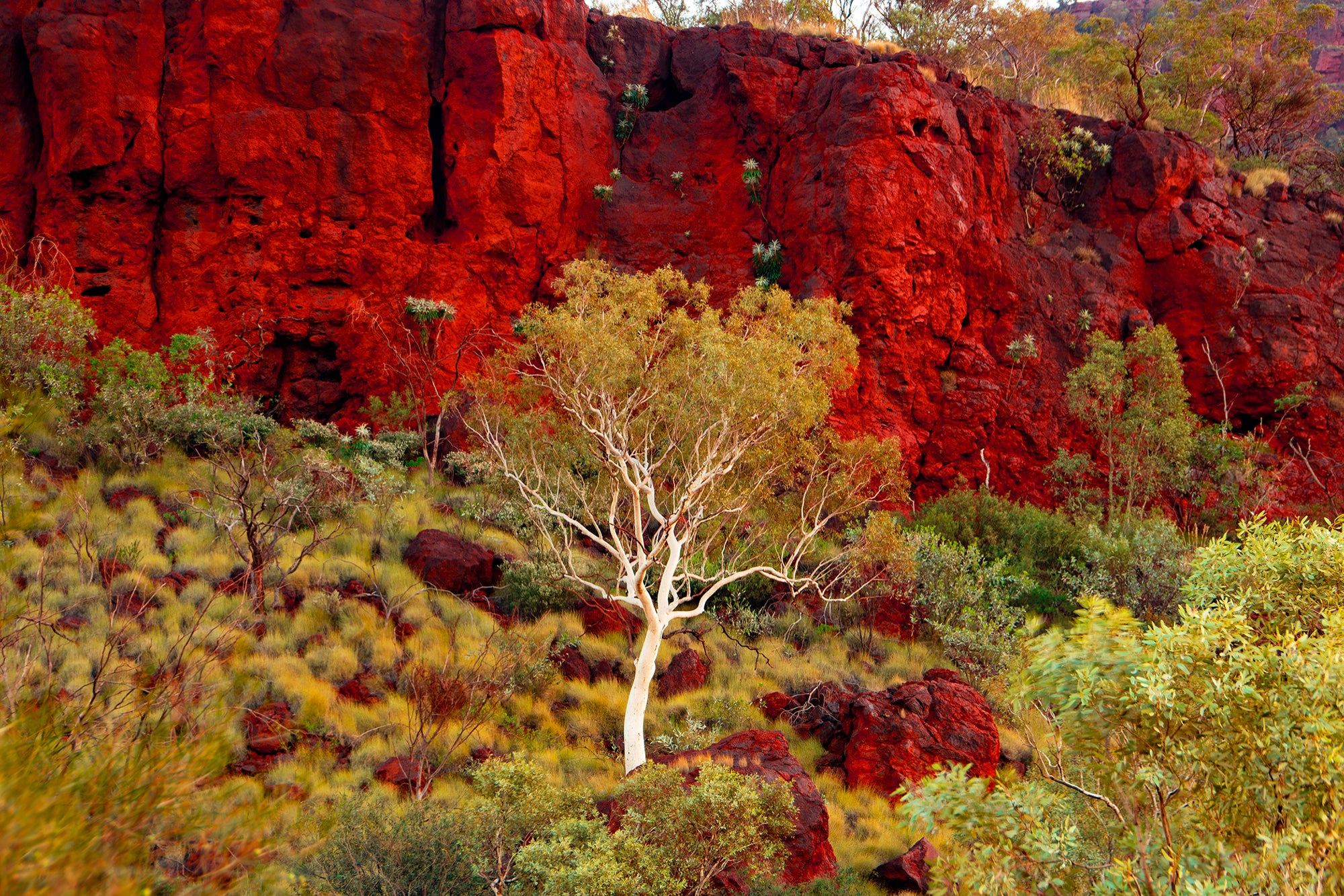 White Gums Pilbara Landscape (7375)