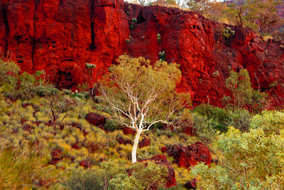 White Gums Pilbara Landscape (7375)