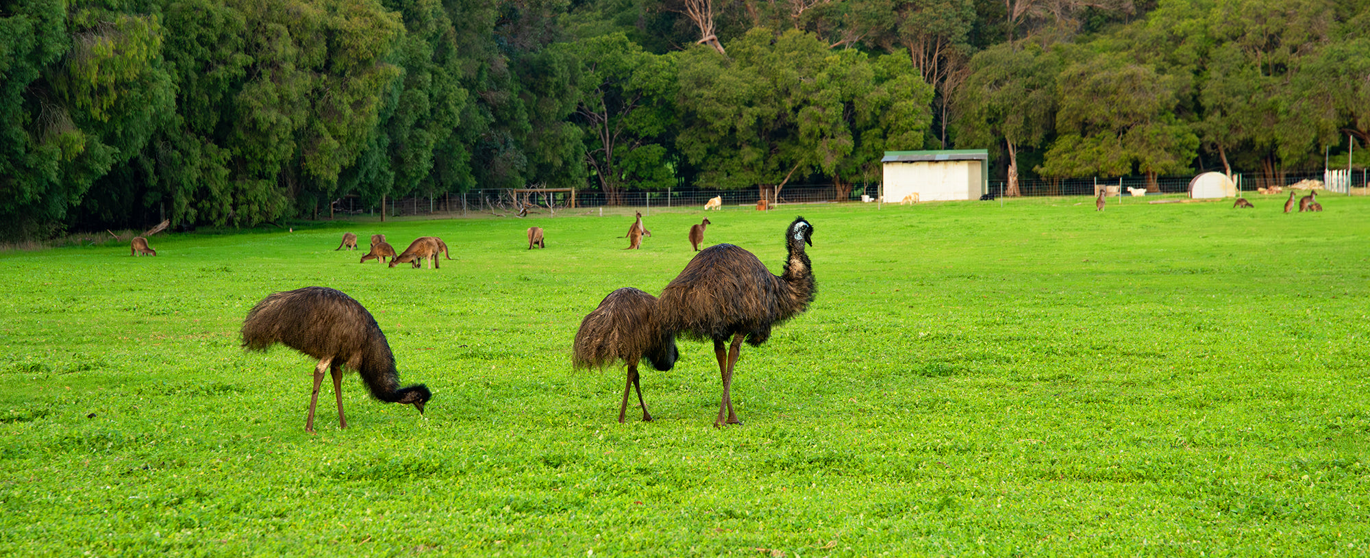 Emu Gathering