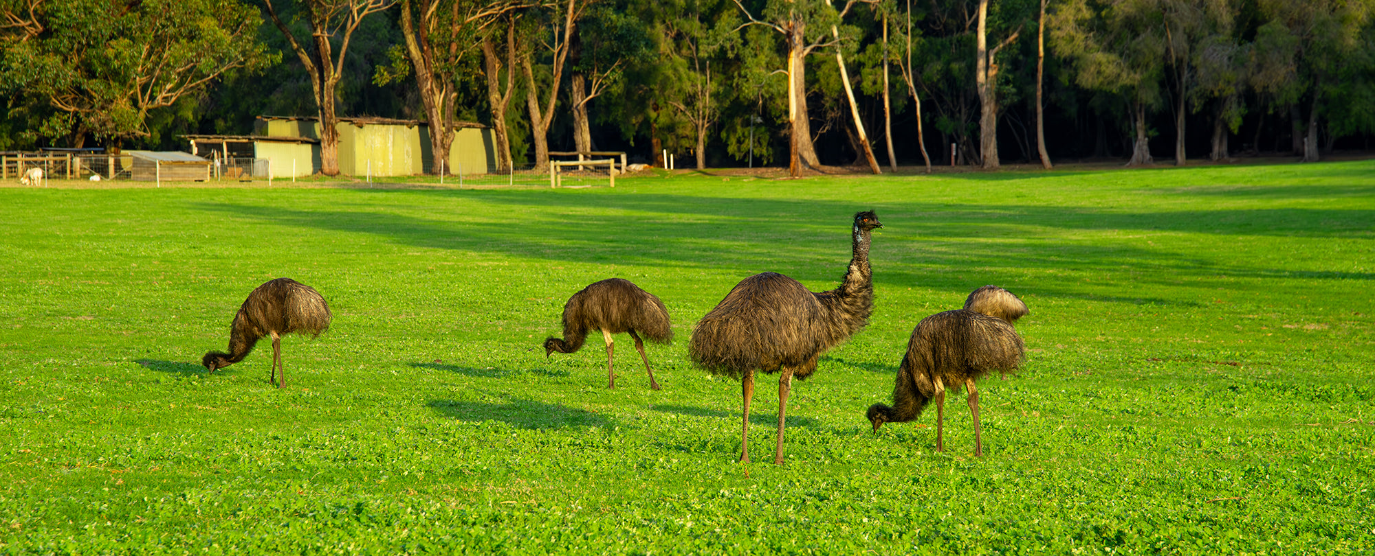 Emu Walkabout