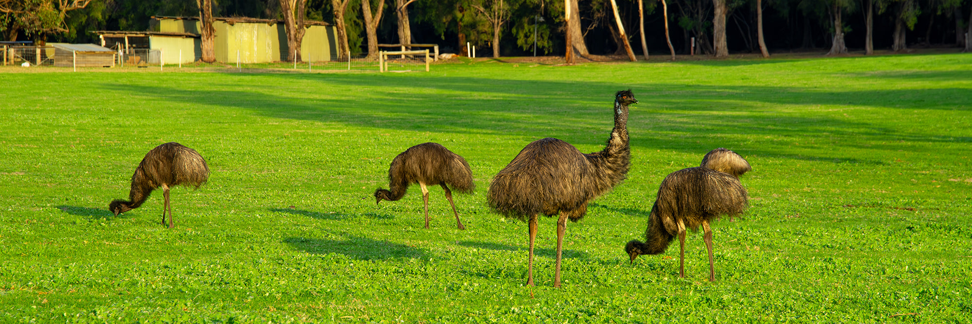 Emu Walkabout Acrylic Block