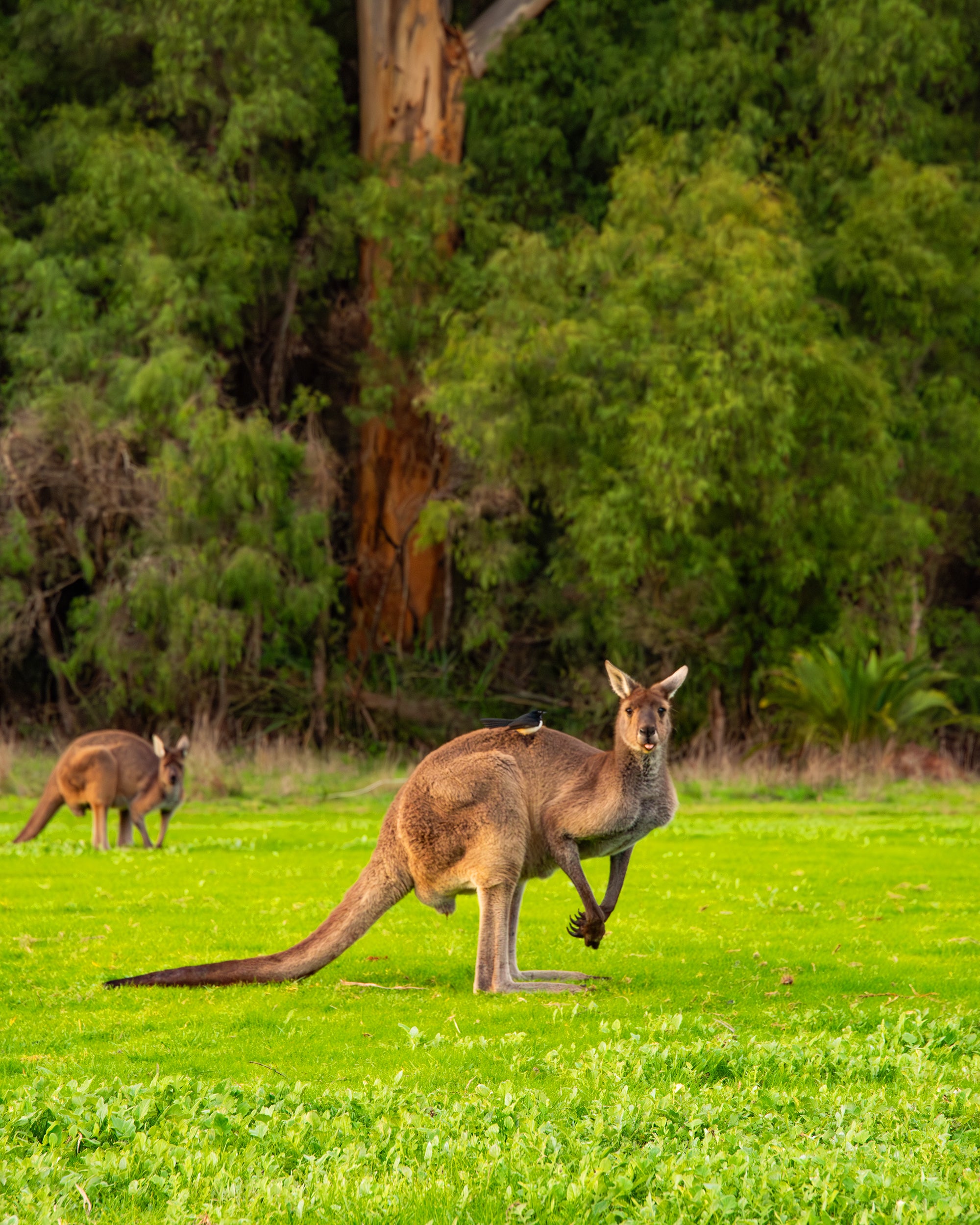 Sitting Wags on Kanga