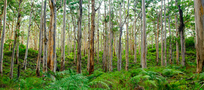 Boranup Margaret River