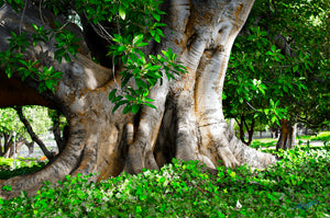 Fig Tree Hyde Park, Fig Trees, Hyde Park, Autumn Perth, Trees Perth