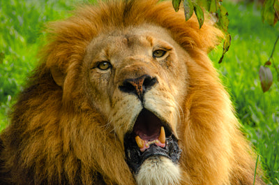 The Lion King
