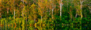 Karri Forest Karri Valley Western Australia (7551)