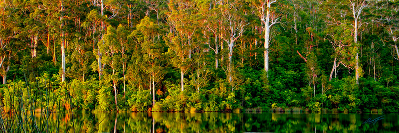 Karri Forest Karri Valley Western Australia (7551)