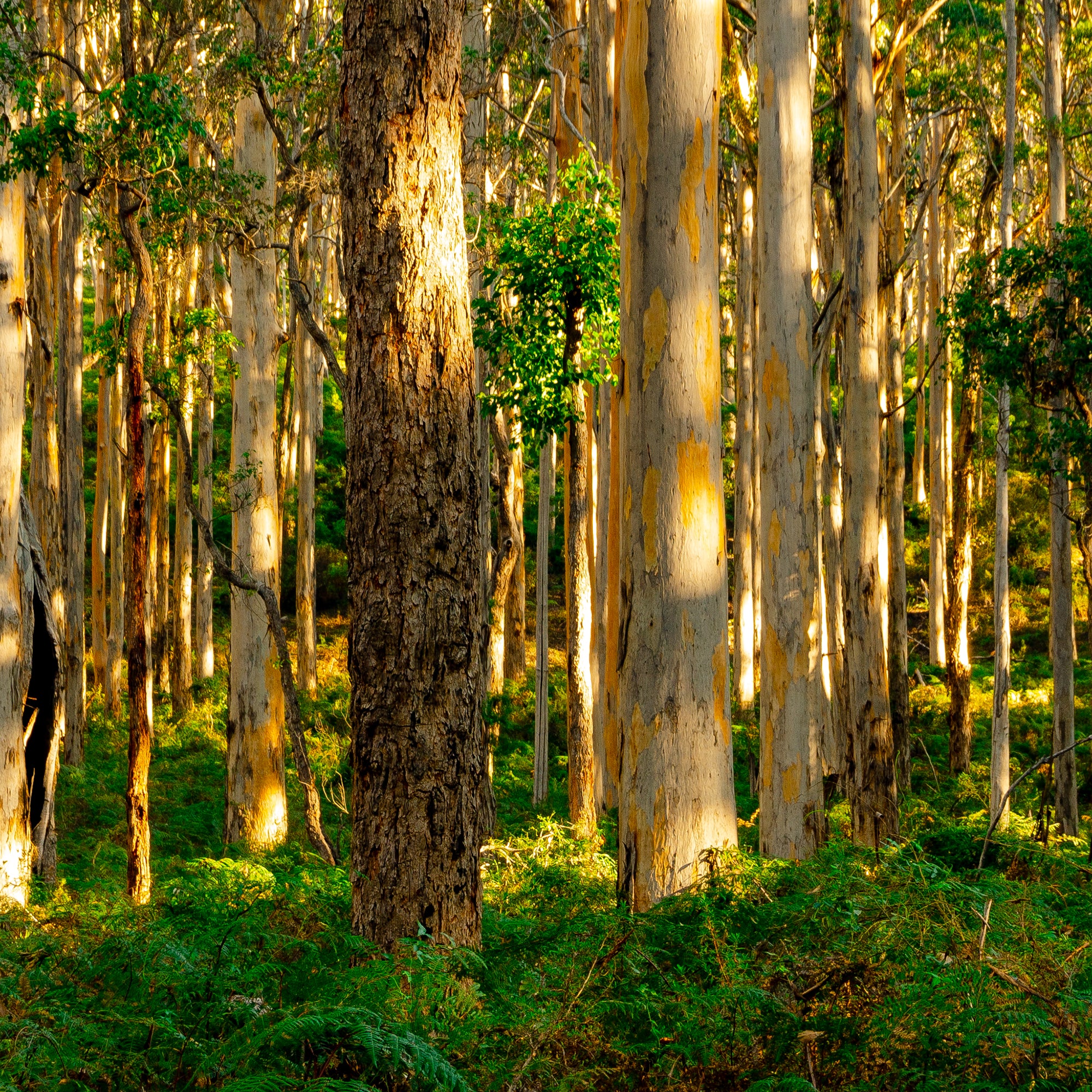 Farms Photography, Forests Photography, Down South Western Australia, Karri Forest, Rural Photographs, Farm Pictures