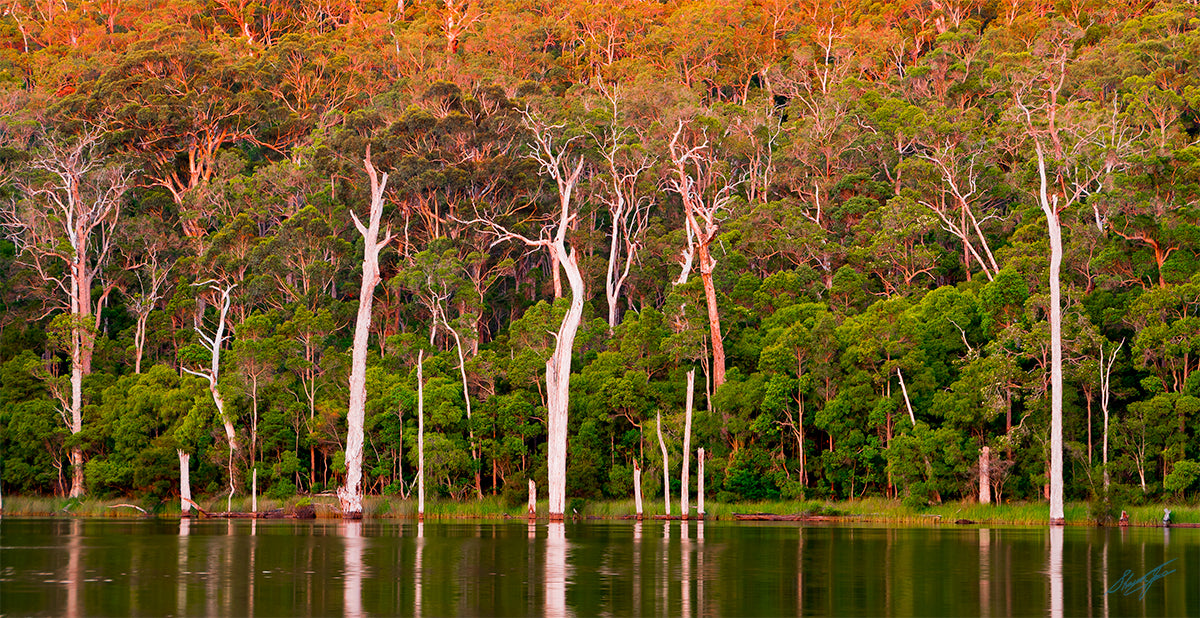 Lake Beedelup Karri Valley Resort, Karri Valley Resort, RAC Karri Valley Resort, Karri Forest, Landscape Photographs Perth, Southwest Austrtalia, dead tree trunks