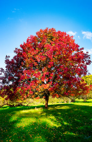 Golden Valley Tree Park Balingup, Balingup, Tree Photographs, Maple Tree, Farm Photographs Perth, Southwest Photographs