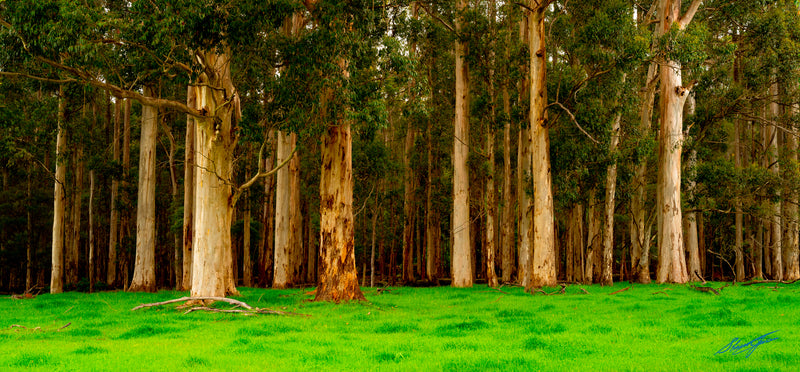 Tall Timbers of Pemberton Western Australia (0204)