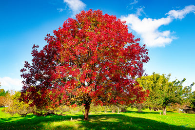 Golden Valley Tree Park Balingup | Landscape Photographs